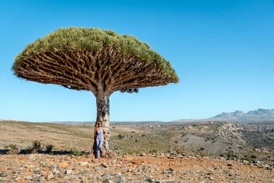 dragon tree with wemen